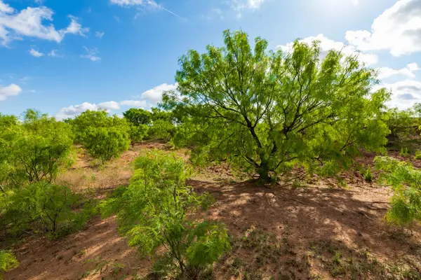 600 Fm 600, Haskell, TX 79553