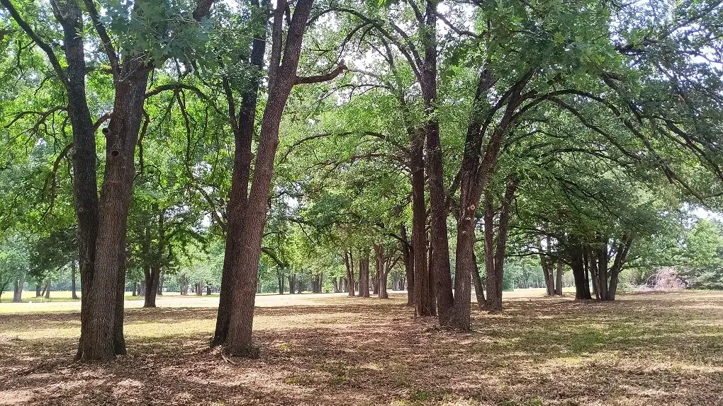Lt 147 Labota, Corsicana, TX 75109 - #1