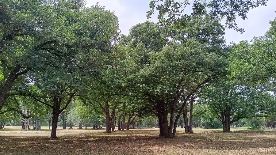 Lt 147 Labota, Corsicana, TX 75109 - #2