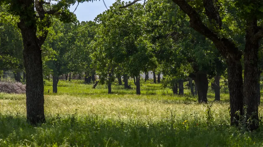 TBD County Road 126, Gordon, TX 76453 - #3