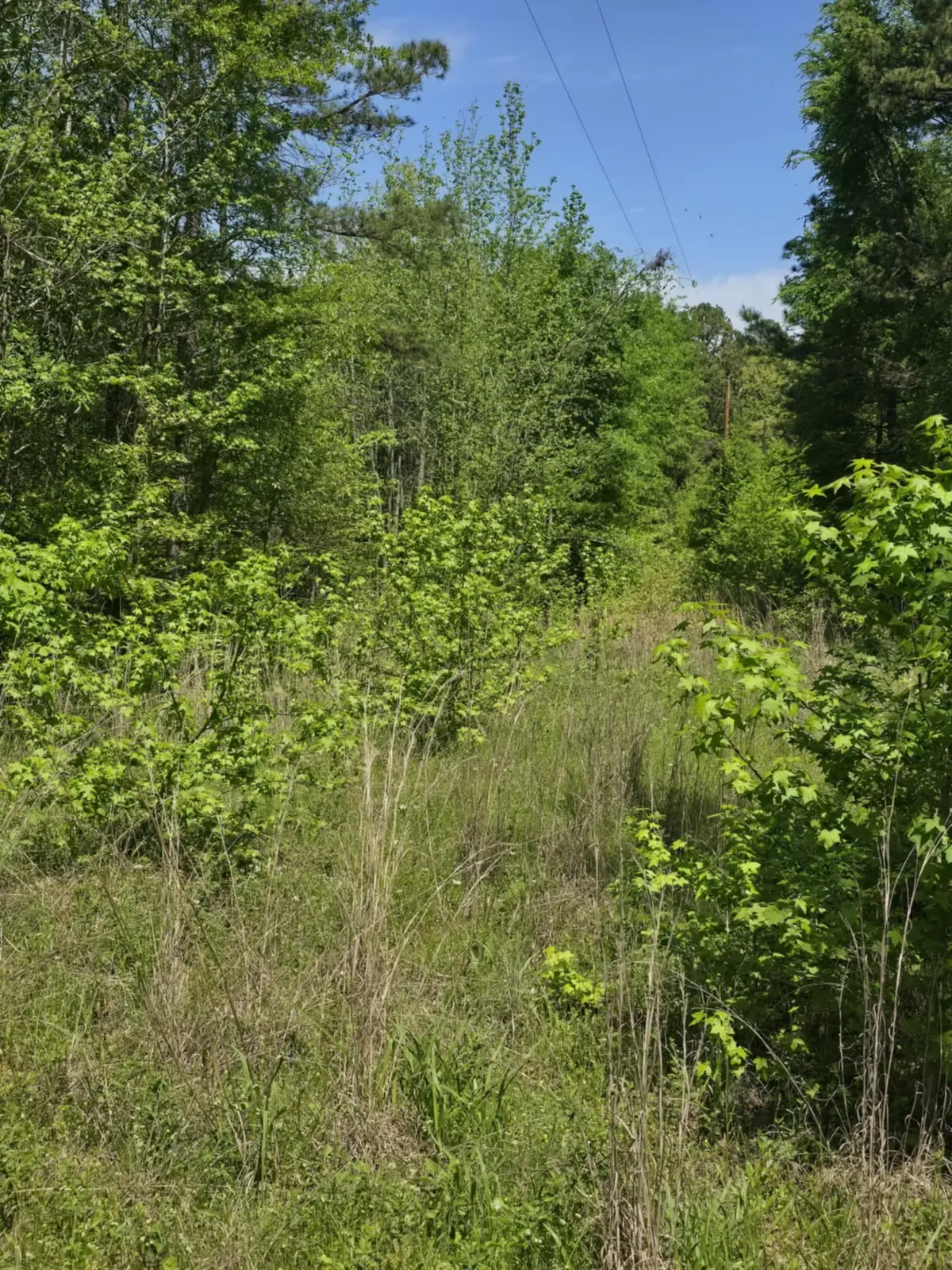 TBD County Road 421, Tyler, TX 75704 - #1