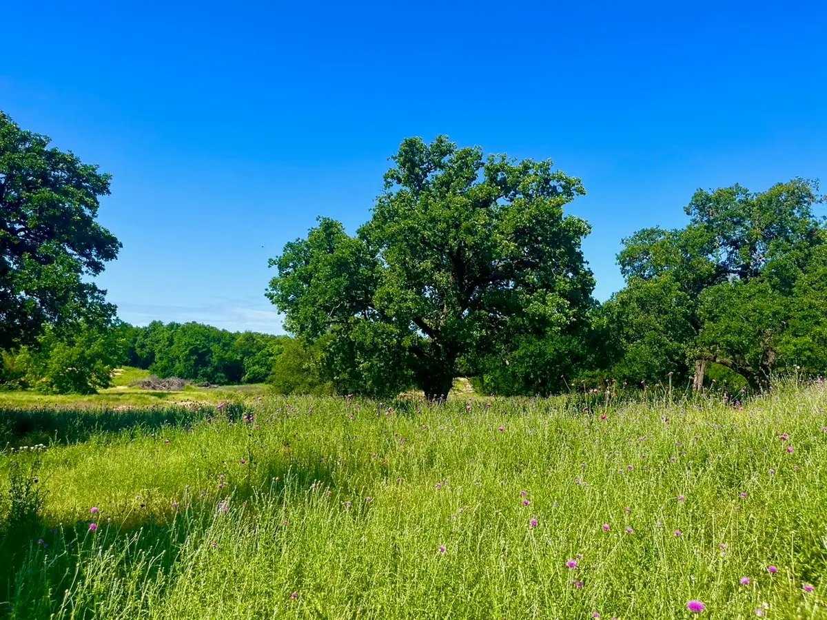 Lot 75 Kilkenny Road, Poolville, TX 76487 - #1