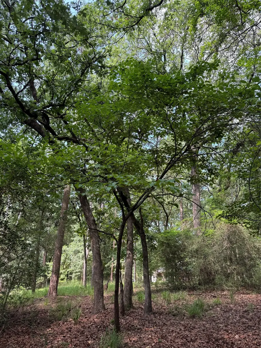 165 Whipporwill Lane, Holly Lake Ranch, TX 75765 - #2