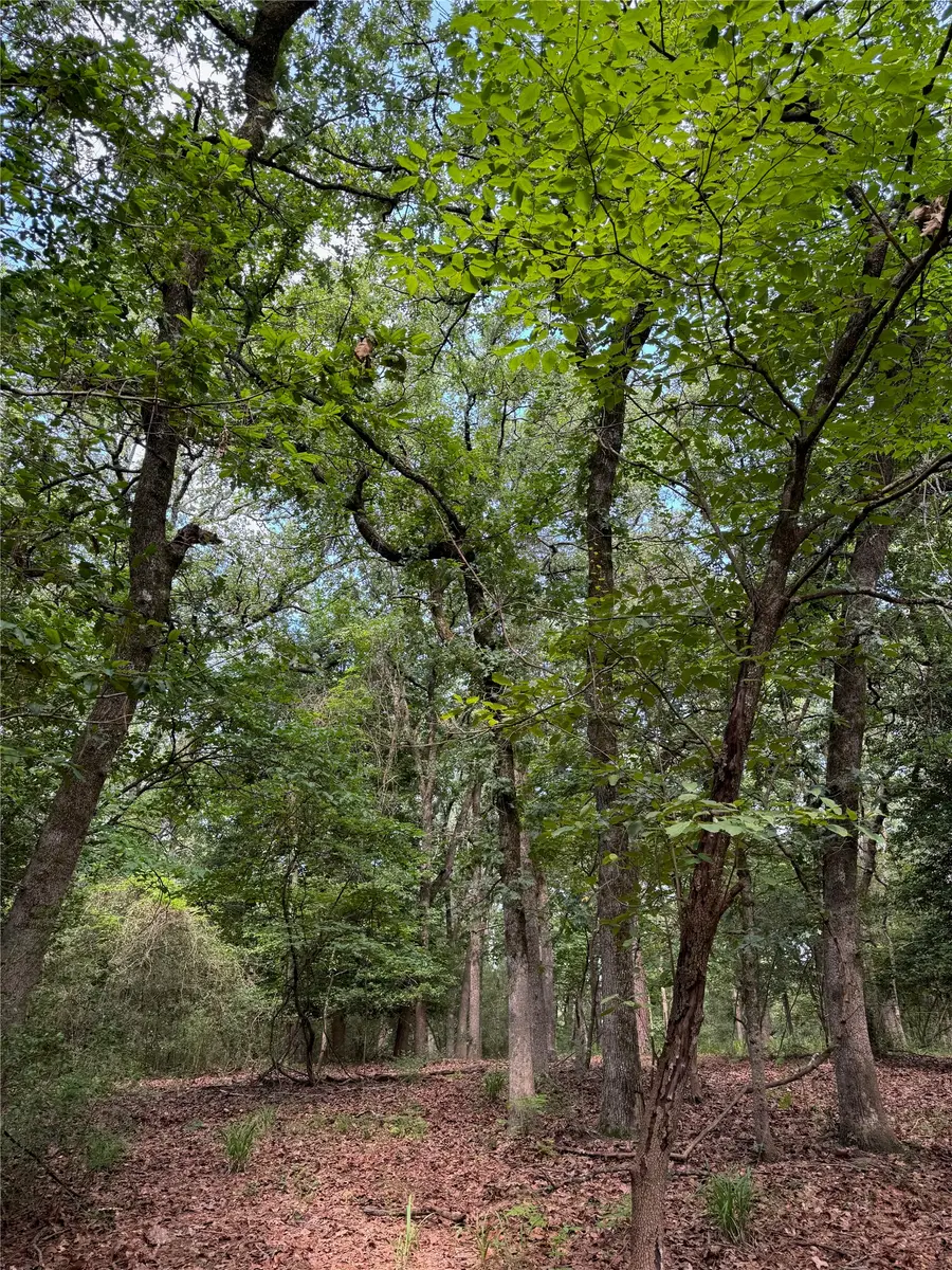 165 Whipporwill Lane, Holly Lake Ranch, TX 75765 - #3