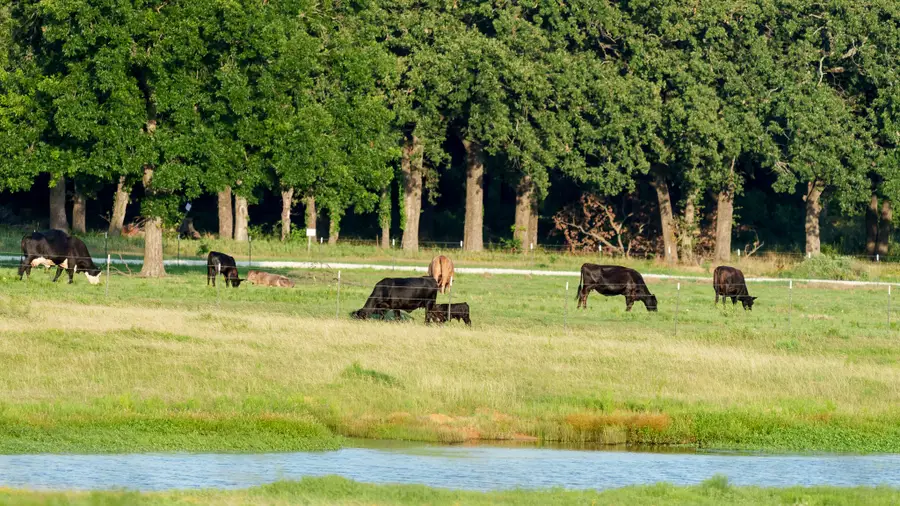 400 Smith Ranch Road, Collinsville, TX 76233 - #3