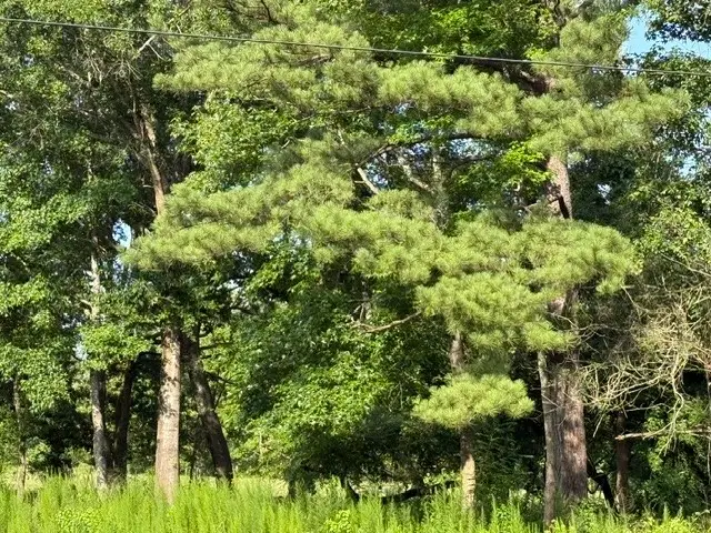 000 Highway 540 Highway, Homer, LA 71040 - #2