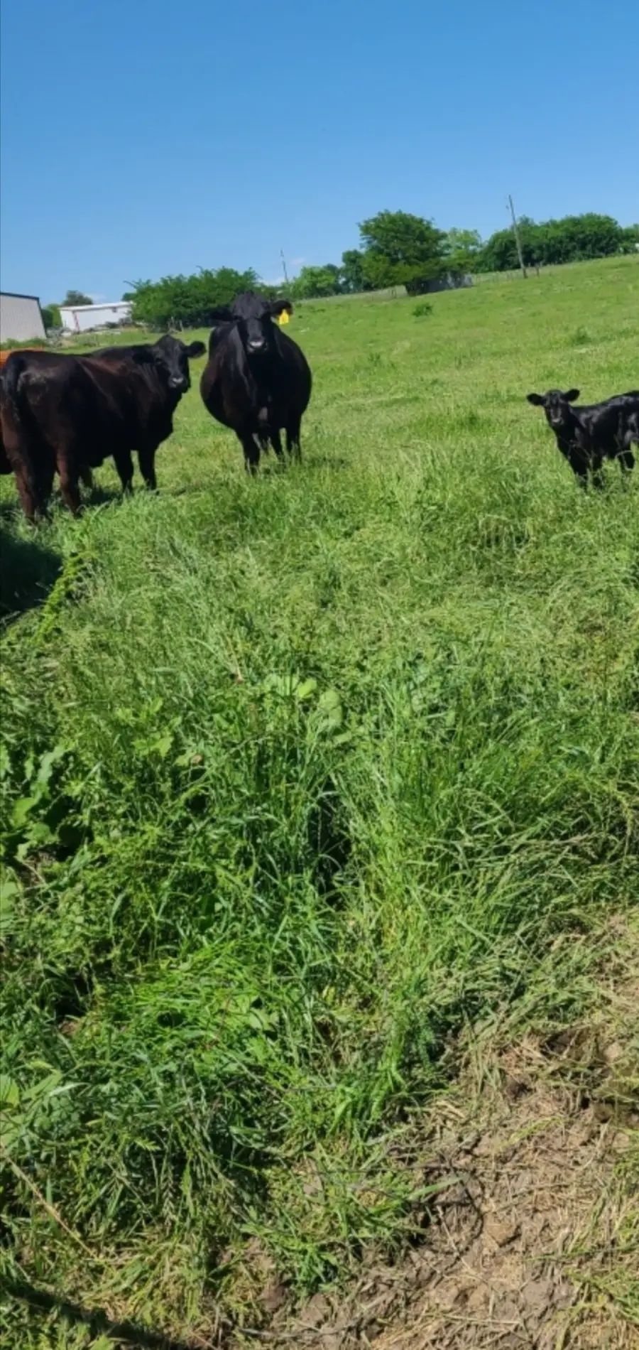 TBD Us-69 Highway, Lone Oak, TX 75453 - #2