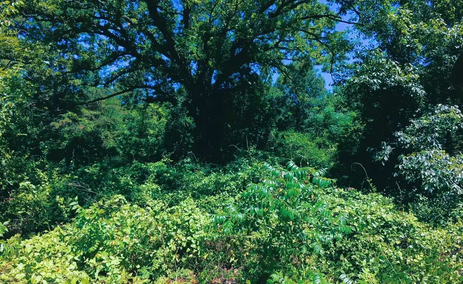 TBD40 Cr 4244, Pittsburg, TX 75686 - #2