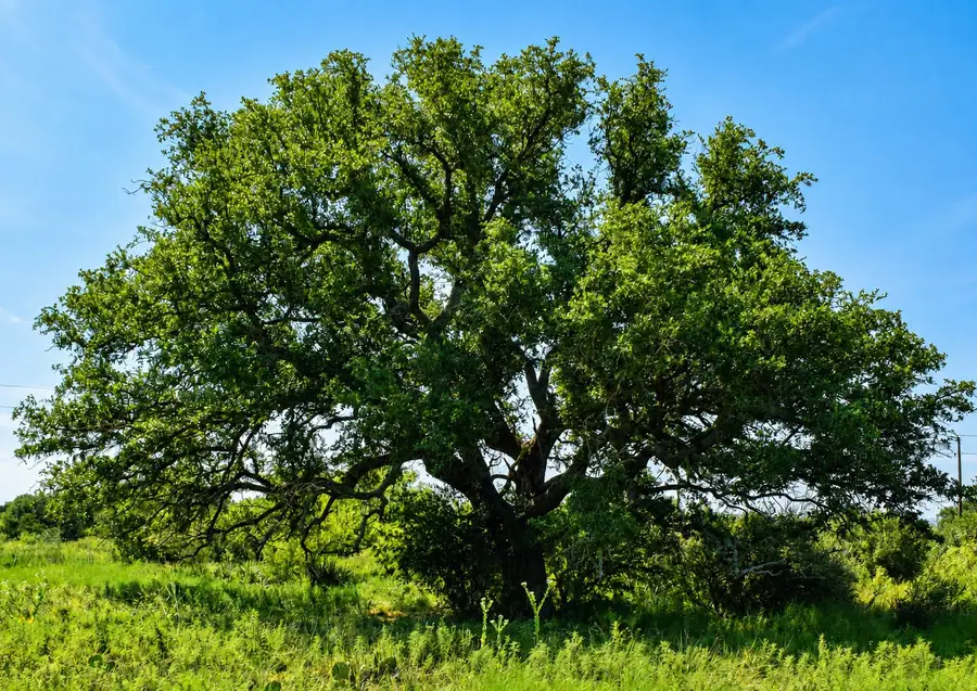 Address Withheld By Seller, Voca, TX 76887 - #2