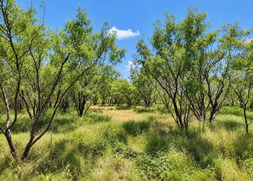602 County Road 383, Woodson, TX 76491 - #1