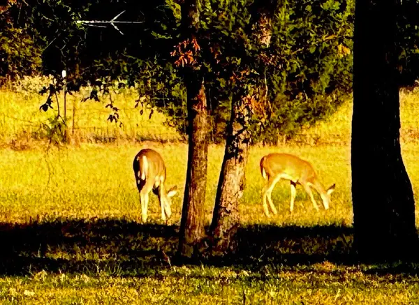 3074 Vz County Road 2120, Canton, TX 75103