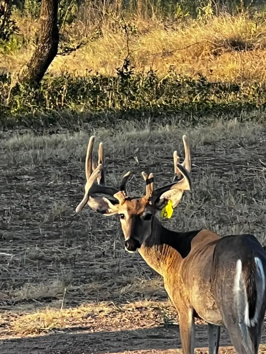 8500 Cr 121, Cross Cut, TX 76801 - #2