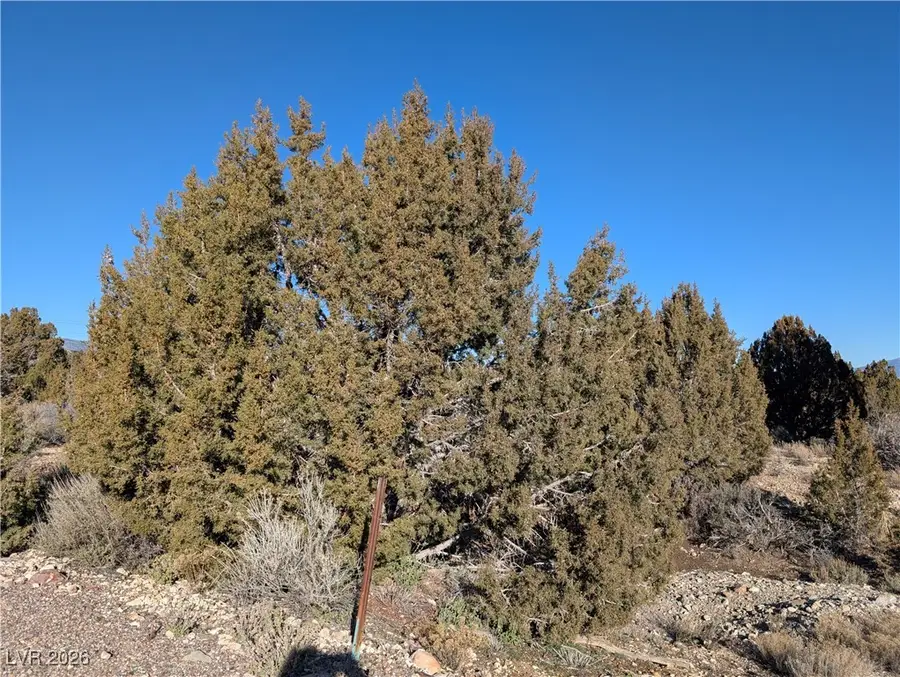 Ponderosa Pine, Pioche, NV 89043 - Image #2