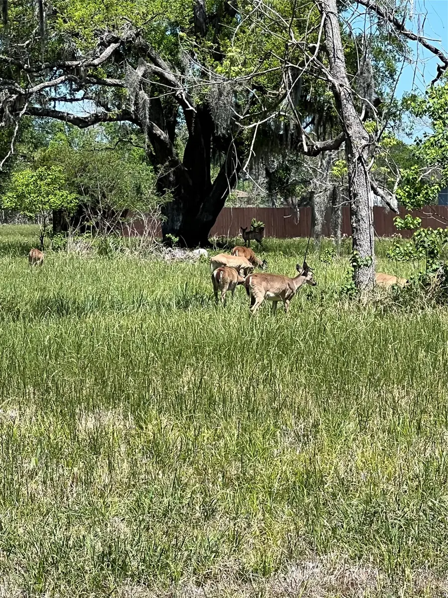 131 Hidden Horse Trail, Angleton, TX 77515 - #3