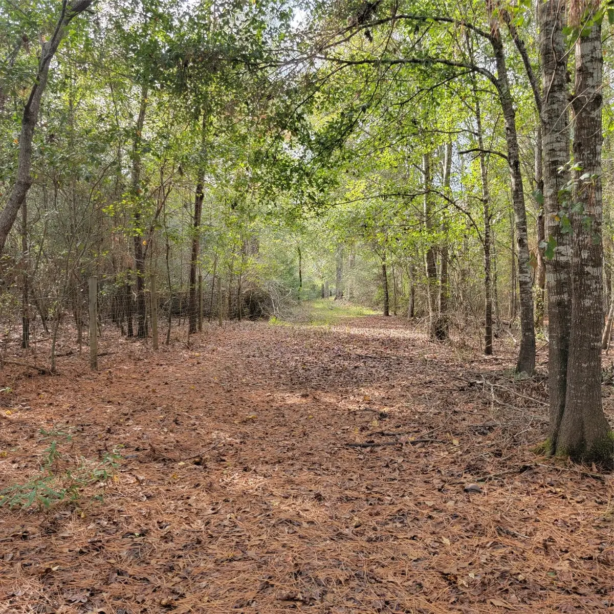 27055 Sandy Creek, Magnolia, TX 77355 - #1