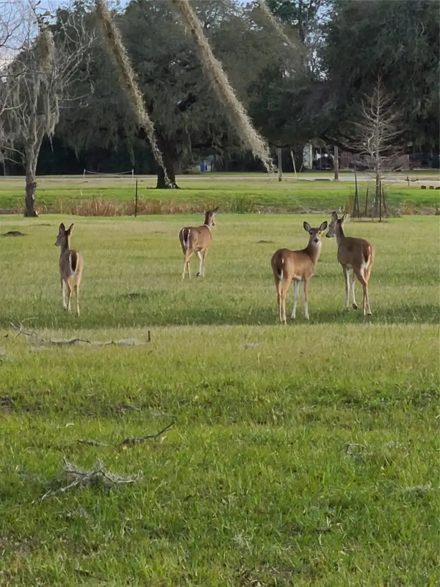 1050 Winchester Trail, Angleton, TX 77515 - Image #3