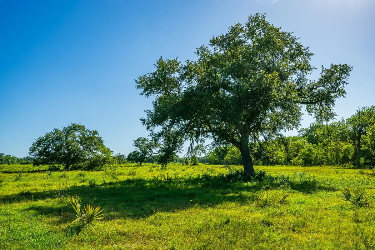 700 Cr-700, Brazoria, TX 77422 - #1