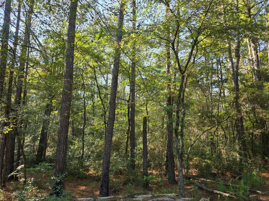 0 Hackberry Drive, Plantersville, TX 77363 - #2