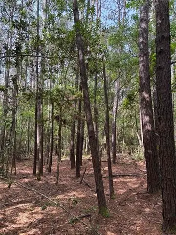 TBD Old White Oak Road, Thicket, TX 77374 - #2