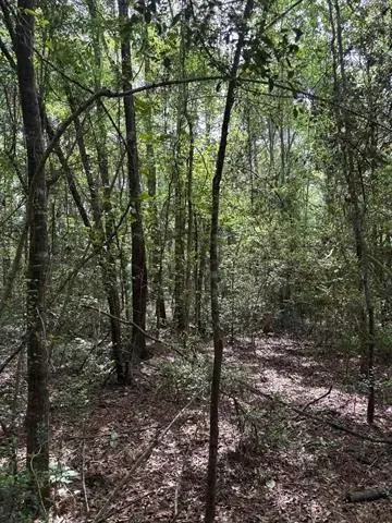 TBD Old White Oak Road, Thicket, TX 77374 - #3