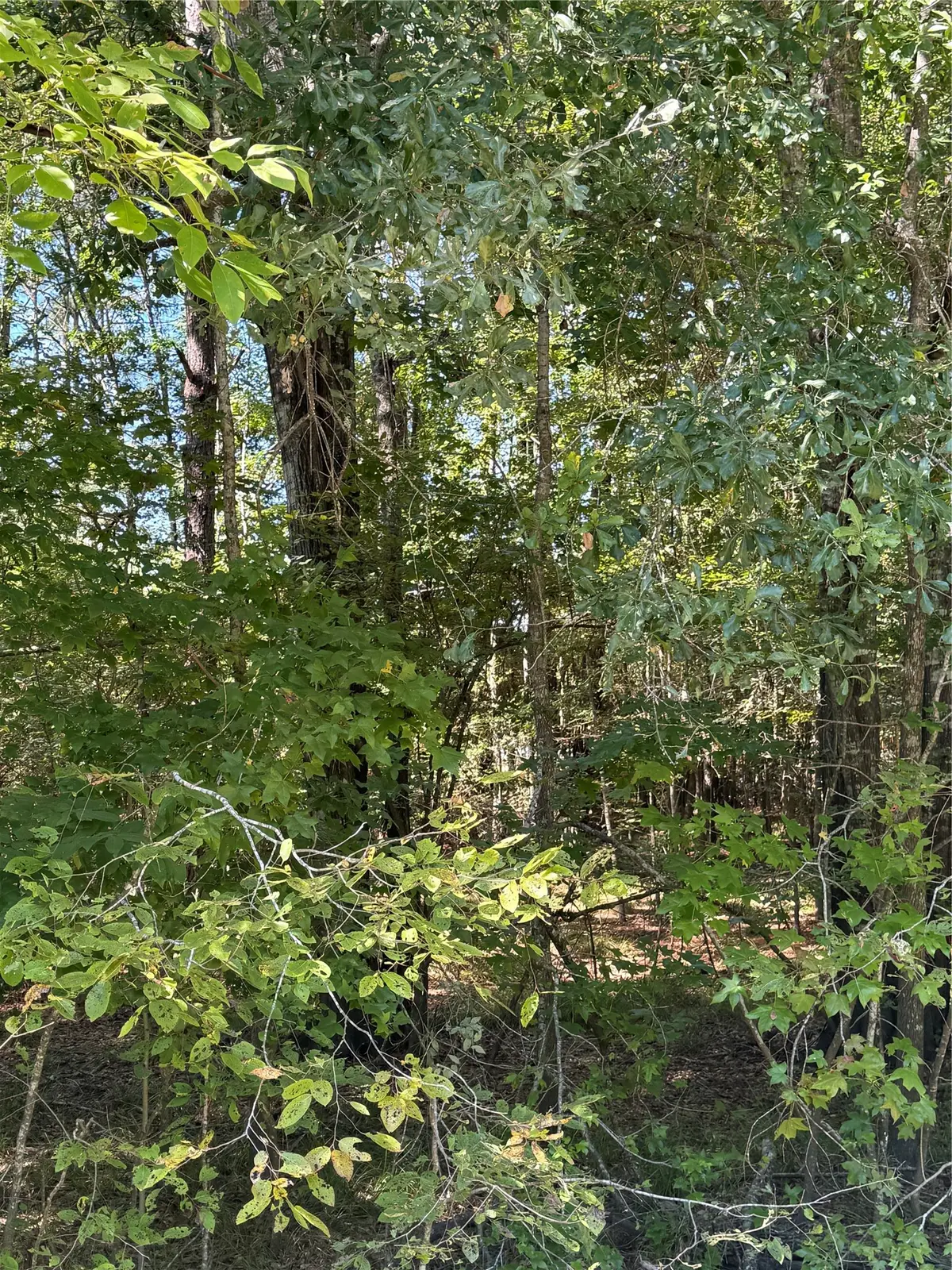 0 Caney Creek, Huntsville, TX 77320 - #1