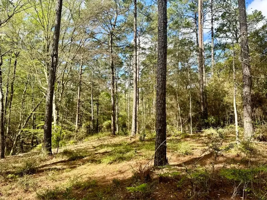 Lot 281 Lakeland Ranch Drive, Hillister, TX 77624 - #3