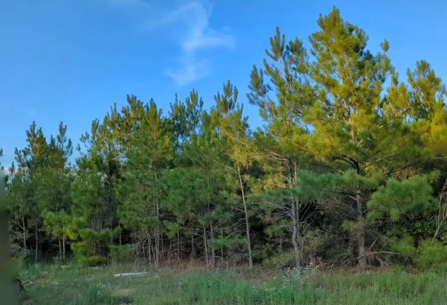 15807 Vine Veiw Court, Willis, TX 77378 - #3