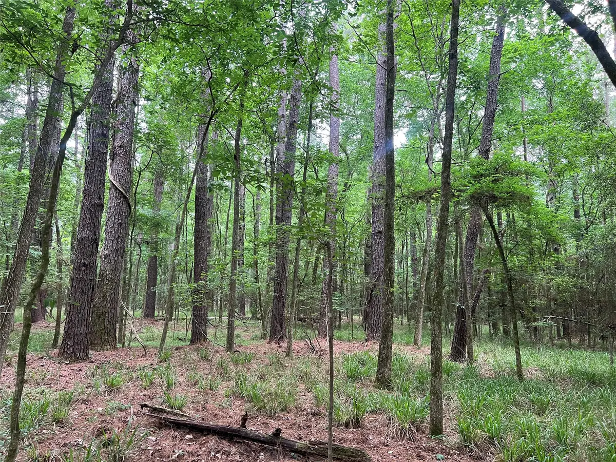 00 Wilderness Road, Point Blank, TX 77364 - #1