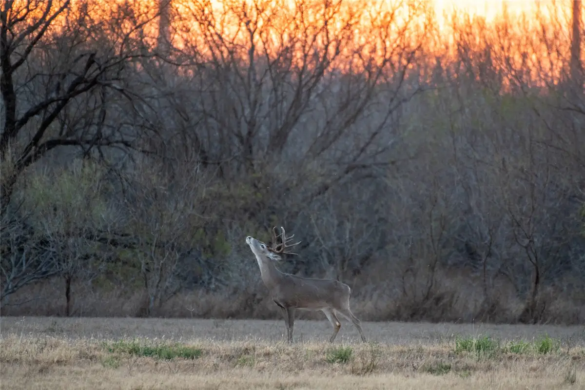 0 Las Brisas Rd, Rio Grande City, TX 78582 - #1