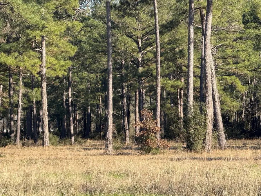TBD Fm 3126, Livingston, TX 77351 - #2