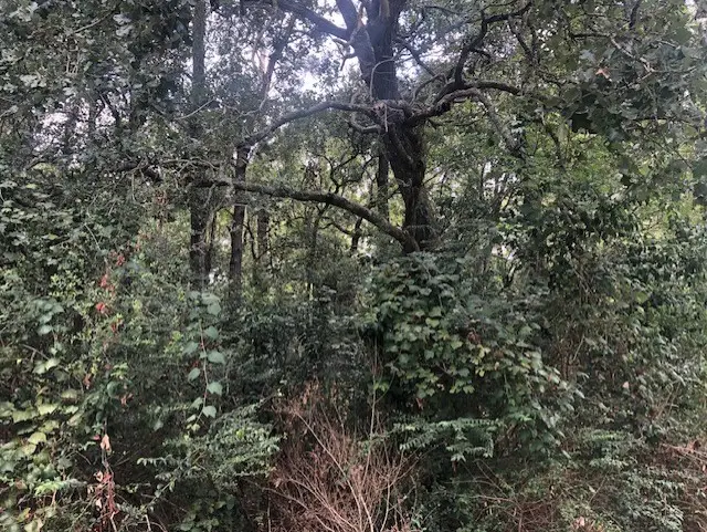 0000 Moye Rd, Thicket, TX 77374 - #1