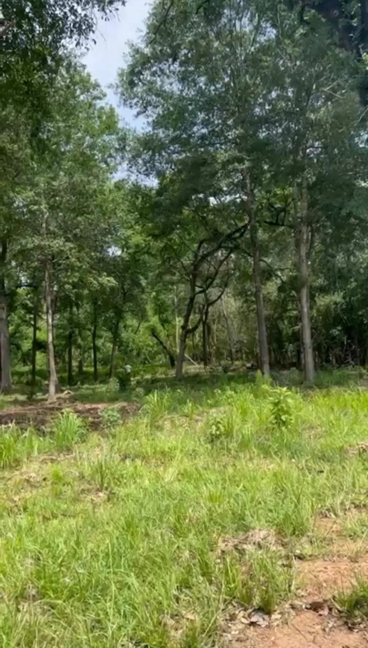 16414 Old Coach Road Drive, Stagecoach, TX 77355 - #1