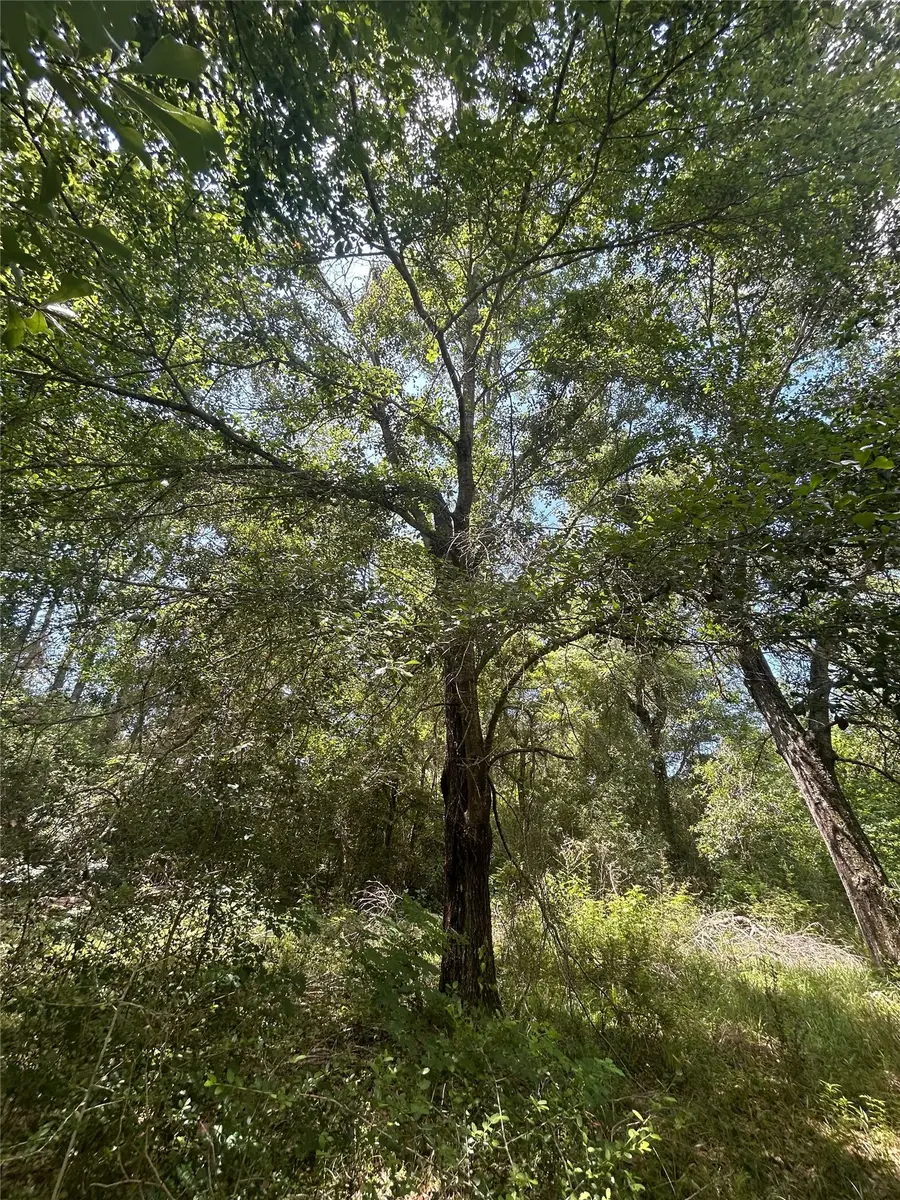 26702 Apache Trail, Magnolia, TX 77354 - #3