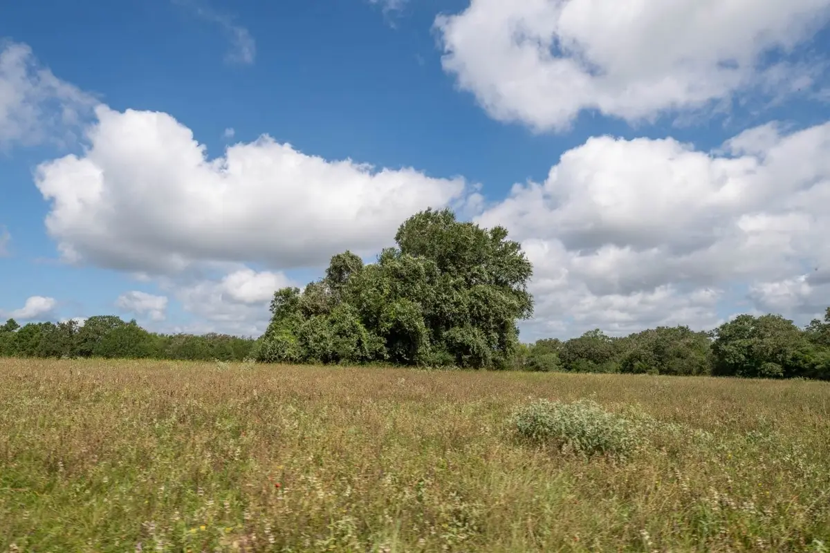 0 County Road 328, Caldwell, TX 77836 - #1