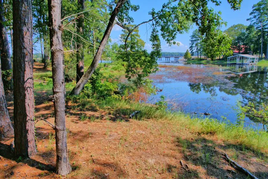 431 Madie Duhon Drive, Hemphill, TX 75948 - #3