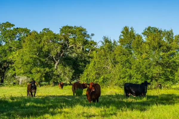 19329 Cr 319, Brazoria, TX 77422