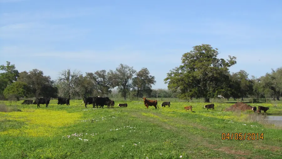 16427 Majestic Oaks Drive, Rosharon, TX 77583 - #3