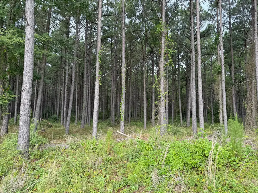 162 Taylor Trail, Lovelady, TX 75851 - #2