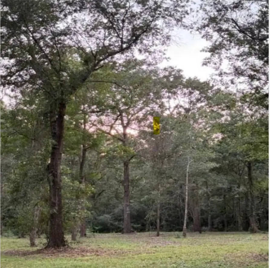 26164 Grand Pines Road, Magnolia, TX 77355 - #1