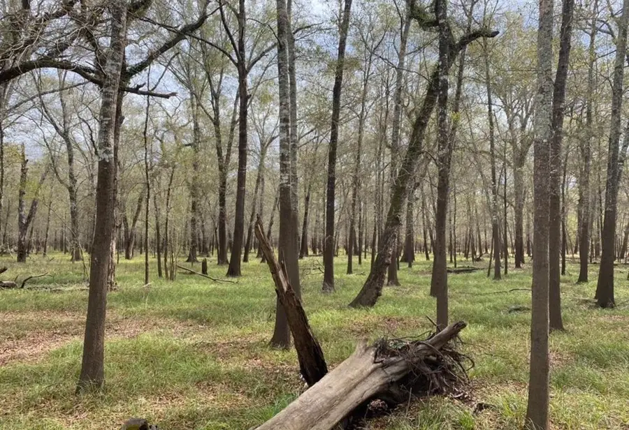 Lot 3 Cr 112, Centerville, TX 75833 - #3