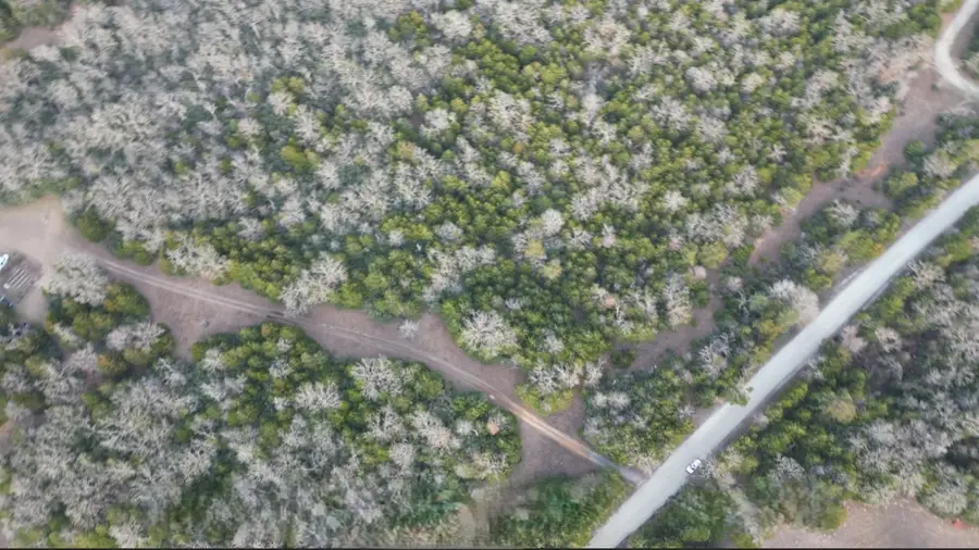 TBD County Road 427, Normangee, TX 77584 - #2