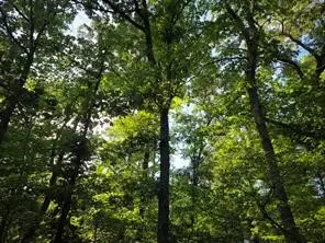 0 Timber Ridge, Larue, TX 75770