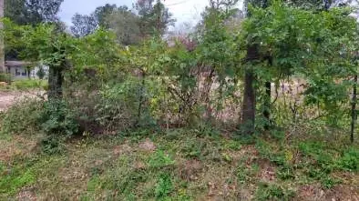 0 Beverly Drive, Shepherd, TX 77371 - #3