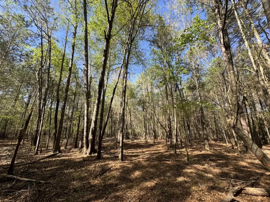 TBD County Road 3930, Colmesneil, TX 75938 - #2