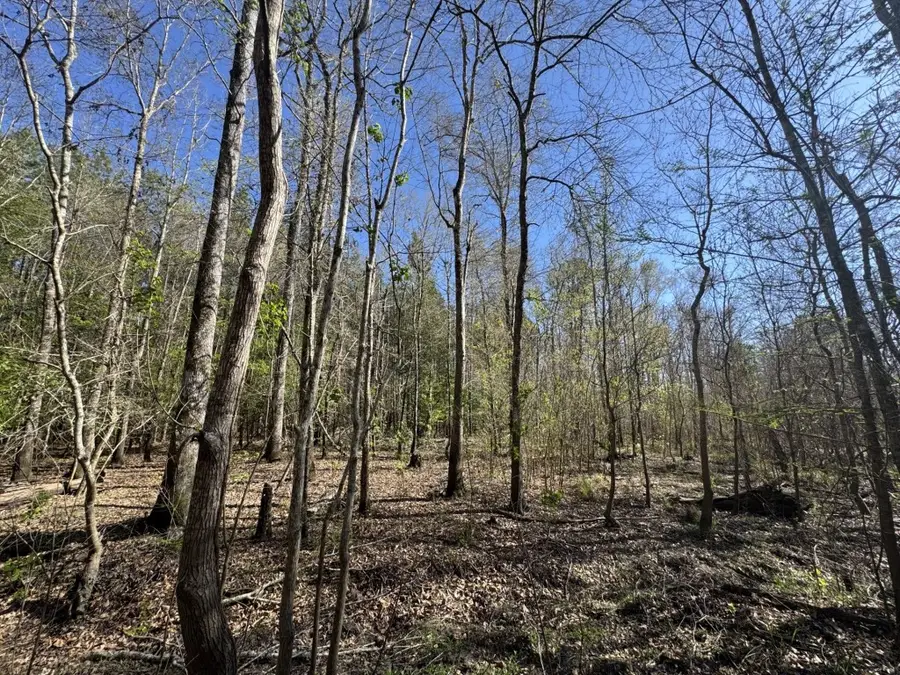 TBD County Road 3930, Colmesneil, TX 75938 - #3