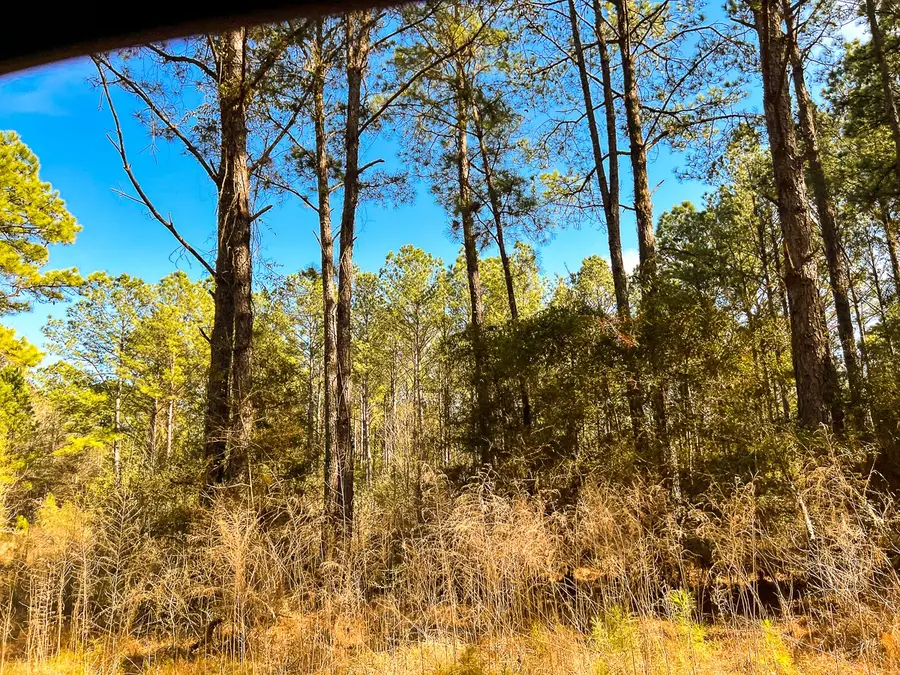 15 Union Springs Road, Corrigan, TX 75939 - #3