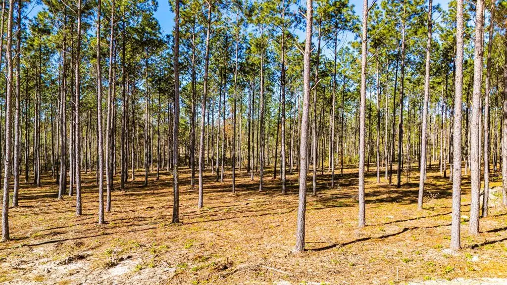 Lot 13 Big Buck Drive, Moscow, TX 75960 - #1