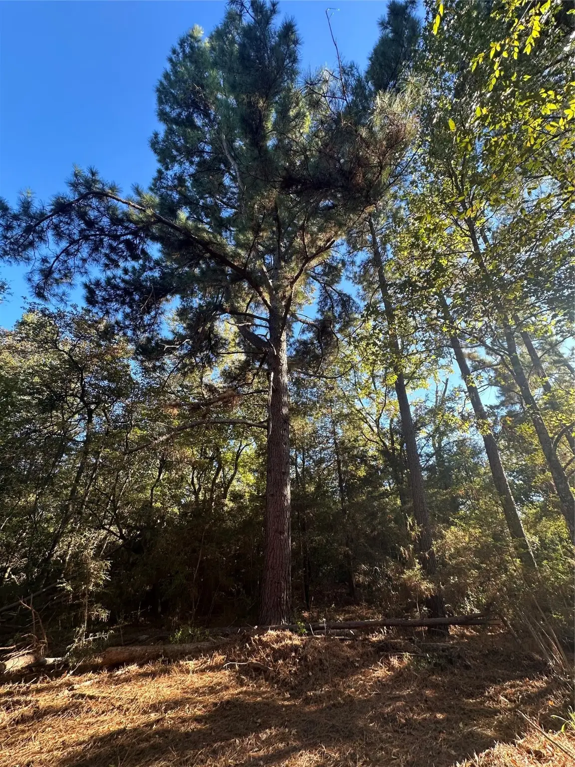 TR 5 Cr 219, Buffalo, TX 75831 - Image #1