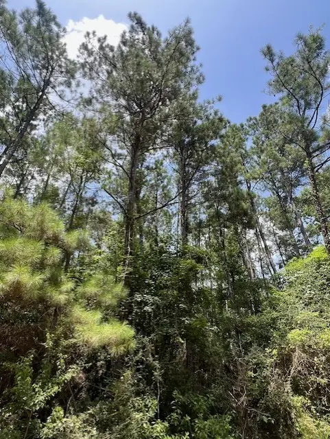 000 Camp Seale Rd, Livingston, TX 77351 - #3