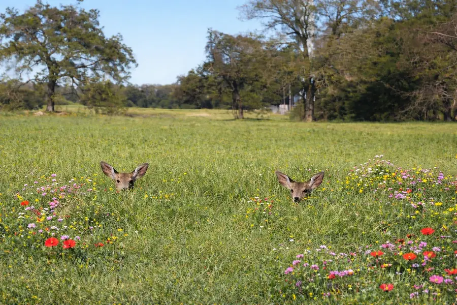 00 W Cr 315 E, Buffalo, TX 75831 - #3